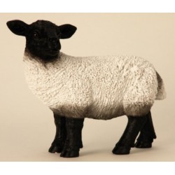 Schaap    31 Cm     Zwart